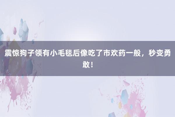 震惊狗子领有小毛毯后像吃了市欢药一般，秒变勇敢！